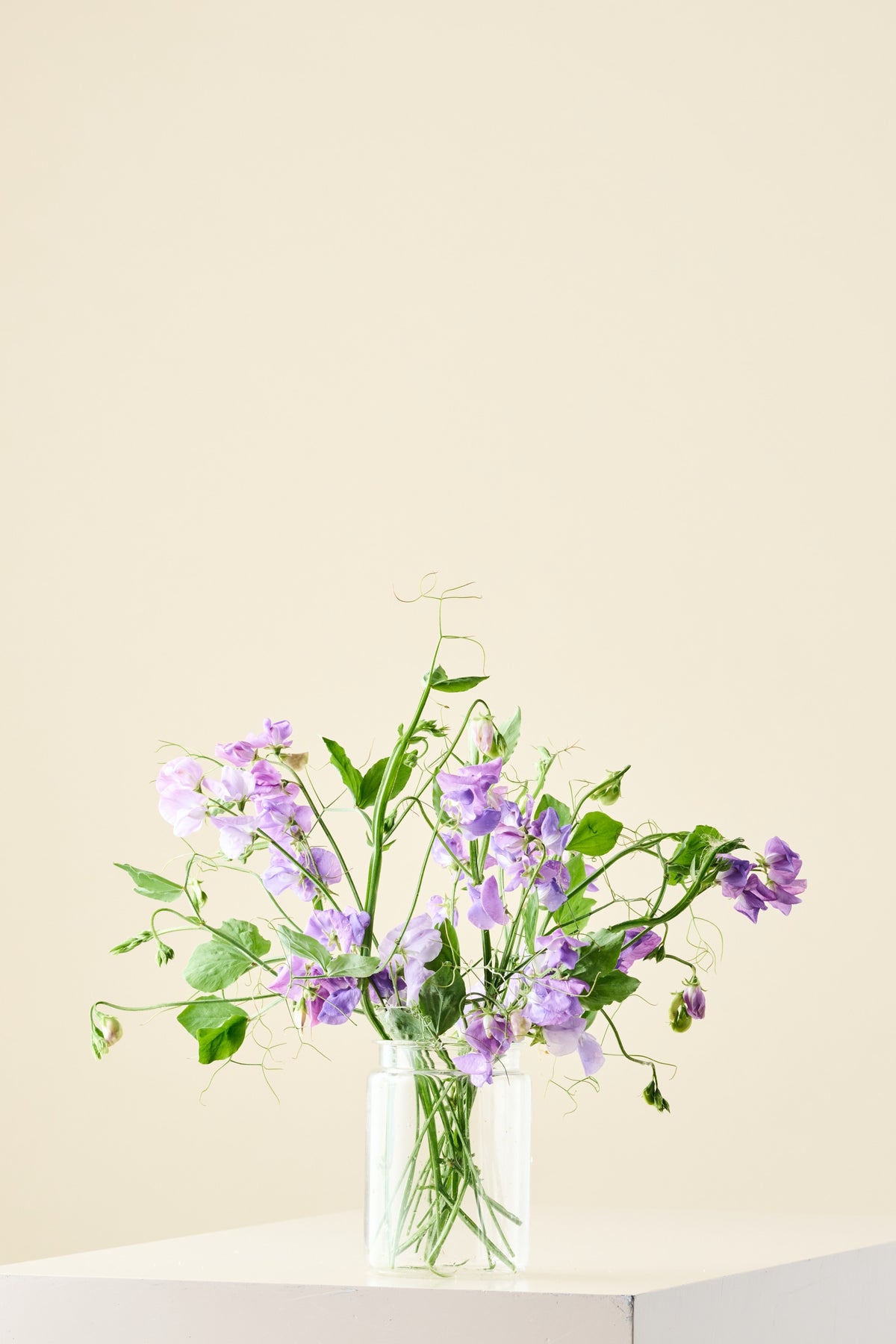 Ærteblomst 'Royal Family Lavender' - frø