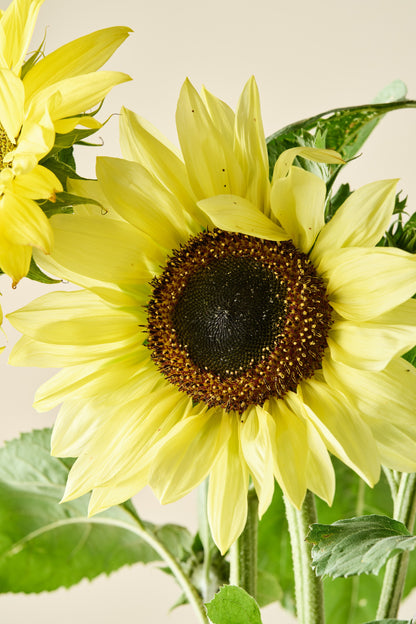 Solsikke 'Tall Lemon Queen' - frø
