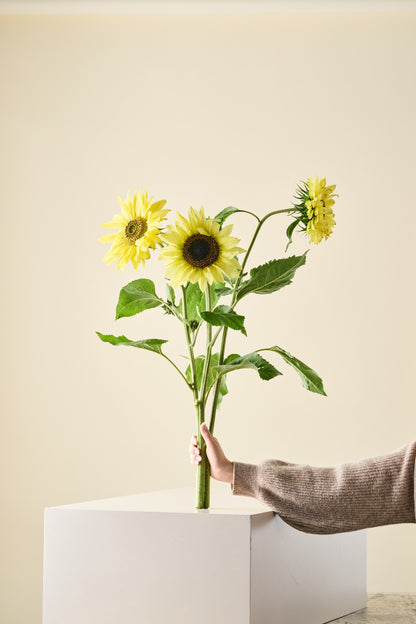 Solsikke 'Tall Lemon Queen' - frø