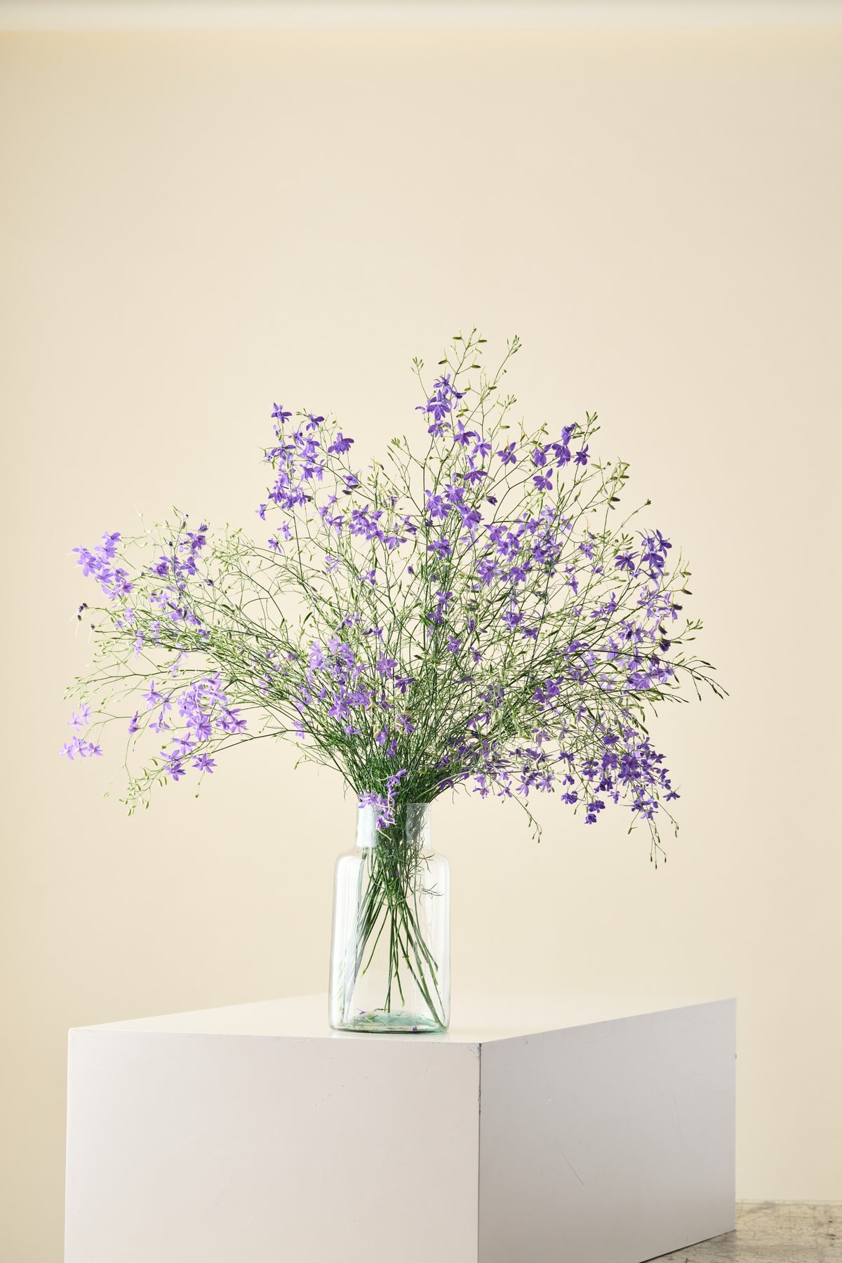 Sommerridderspore 'Blue Cloud' - ridderspore frø