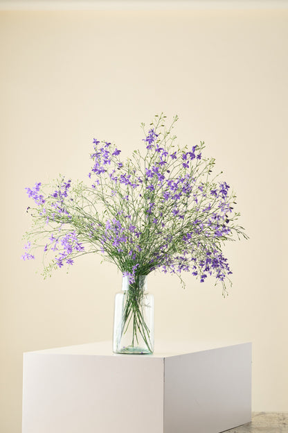 Sommerridderspore 'Blue Cloud' - ridderspore frø