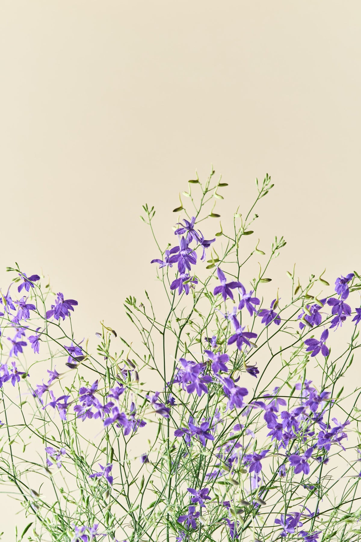 Sommerridderspore 'Blue Cloud' - ridderspore frø