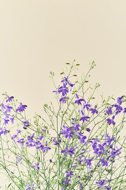 Sommerridderspore 'Blue Cloud' - ridderspore frø