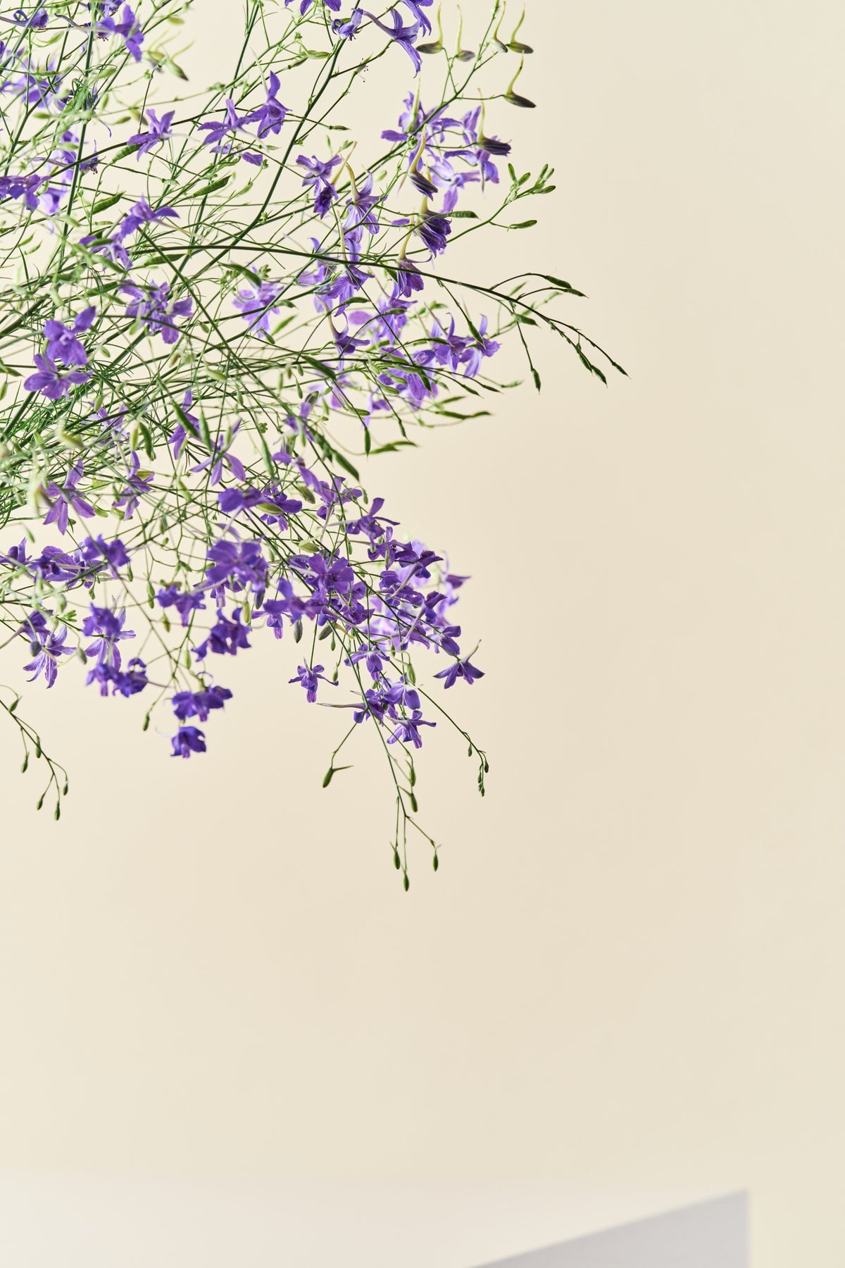 Sommerridderspore 'Blue Cloud' - ridderspore frø
