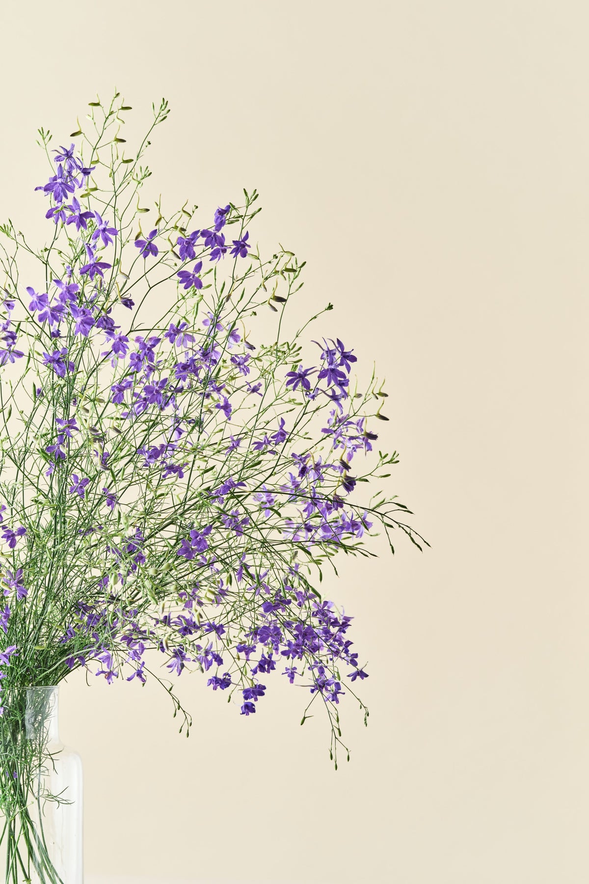 Sommerridderspore 'Blue Cloud' - ridderspore frø