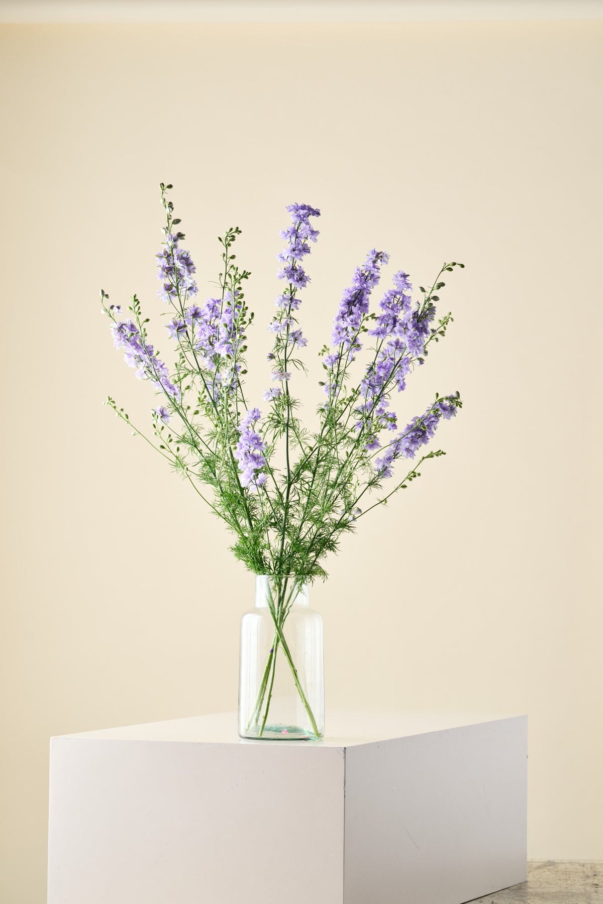 Sommerridderspore 'QIS Light Blue' - ridderspore frø