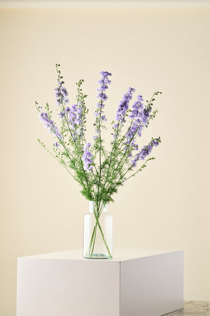 Sommerridderspore 'QIS Light Blue' - ridderspore frø
