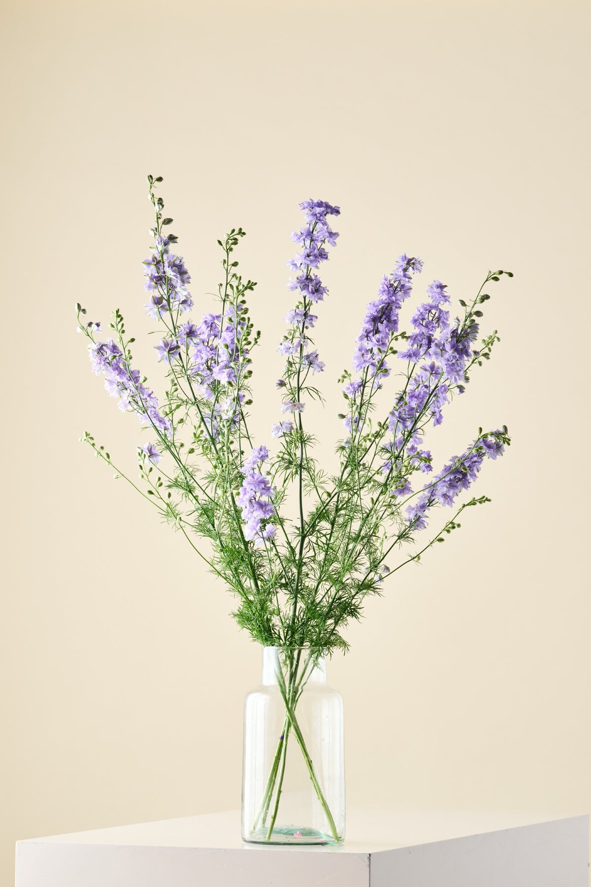 Sommerridderspore 'QIS Light Blue' - ridderspore frø