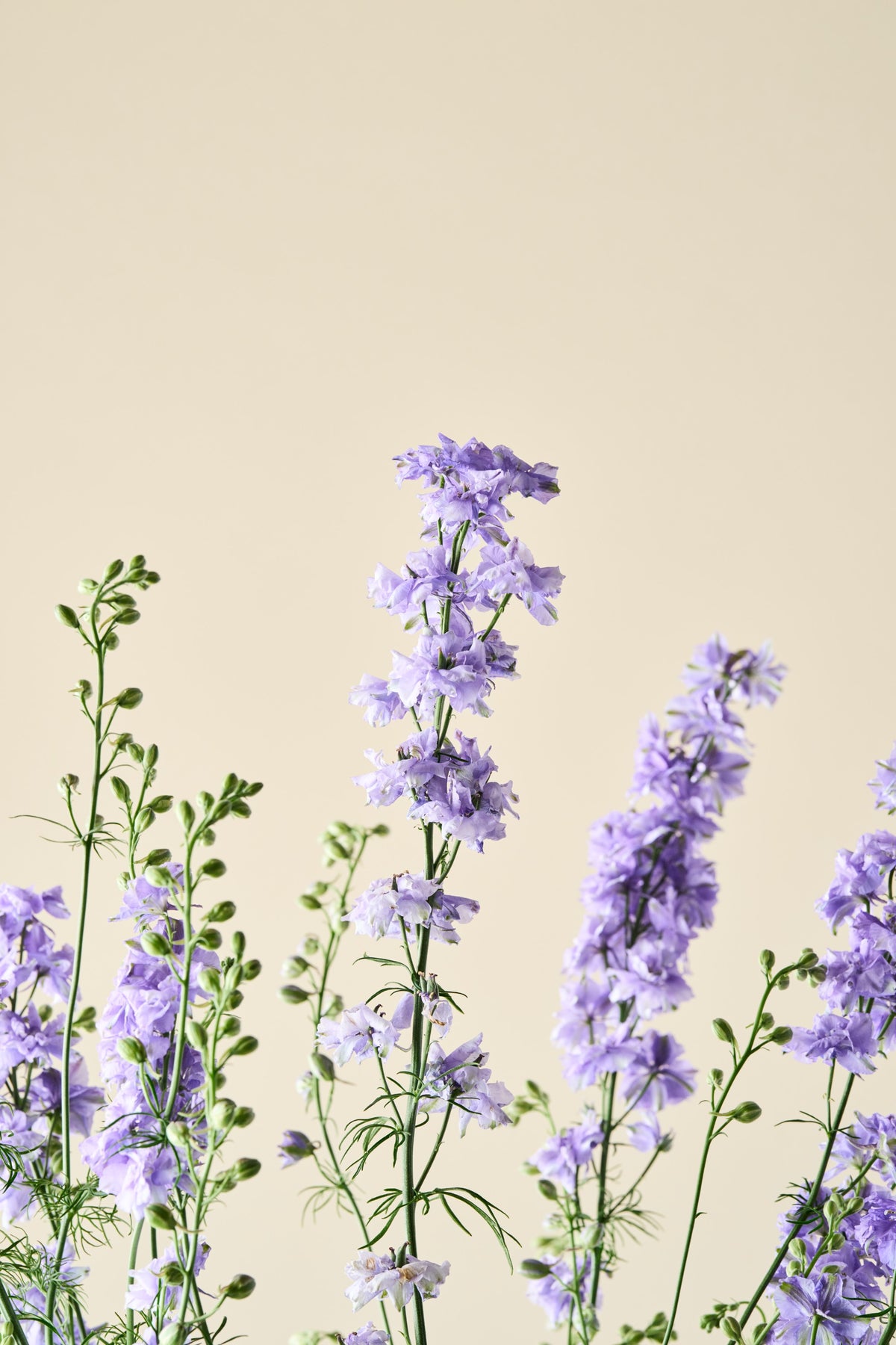 Sommerridderspore 'QIS Light Blue' - ridderspore frø