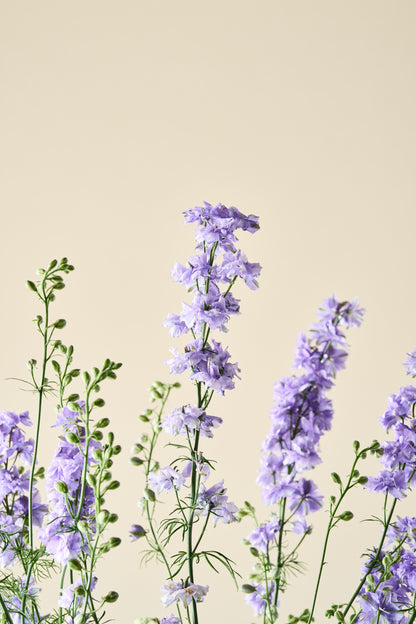 Sommerridderspore 'QIS Light Blue' - ridderspore frø