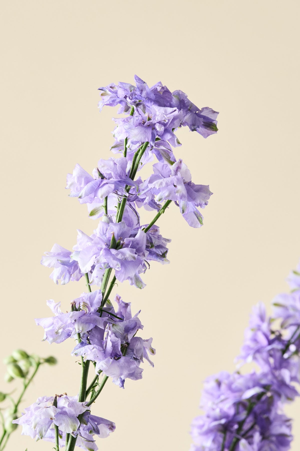 Sommerridderspore 'QIS Light Blue' - ridderspore frø