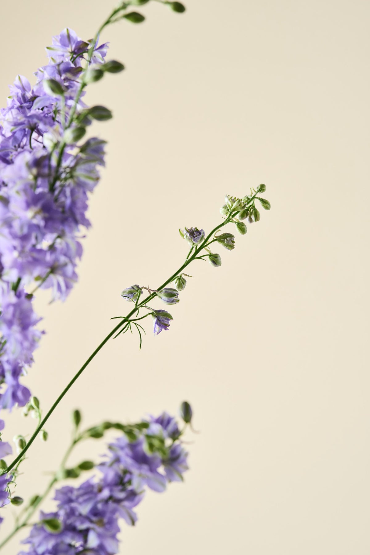 Sommerridderspore 'QIS Light Blue' - ridderspore frø