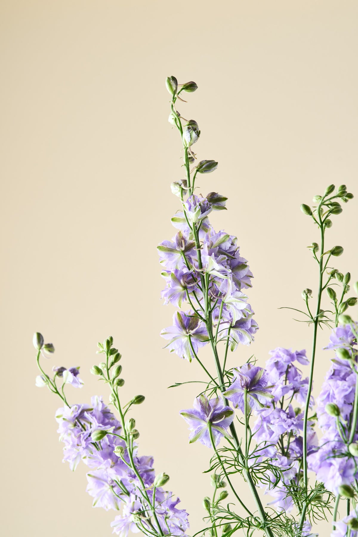 Sommerridderspore 'QIS Light Blue' - ridderspore frø