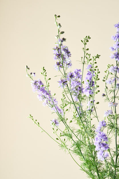 Sommerridderspore 'QIS Light Blue' - ridderspore frø