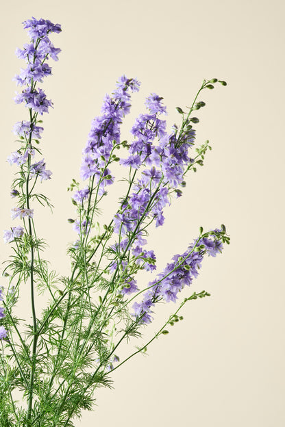 Sommerridderspore 'QIS Light Blue' - ridderspore frø