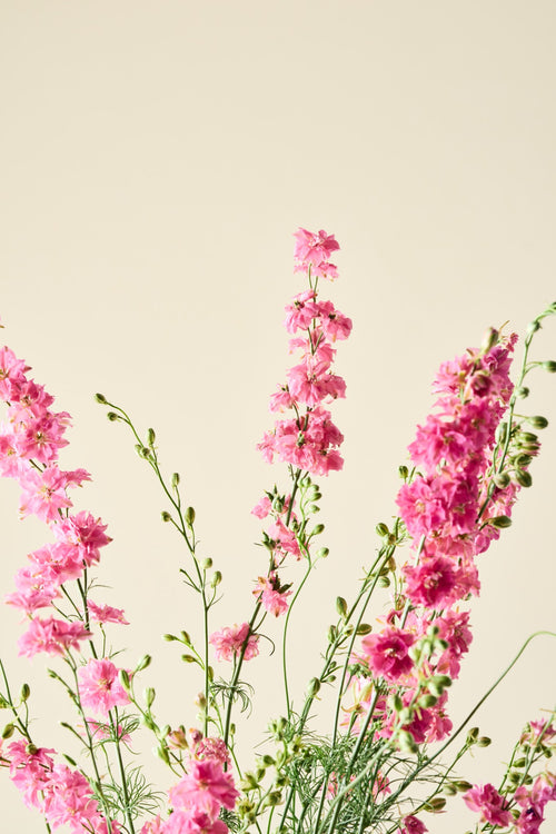 Sommerridderspore 'Qis Rose' - ridderspore frø
