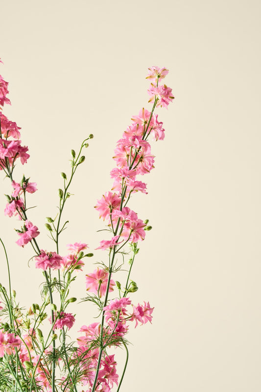 Sommerridderspore 'Qis Rose' - ridderspore frø