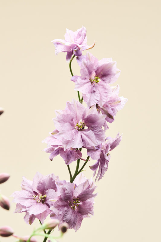 Sommerridderspore 'Misty Lavender' - ridderspore frø