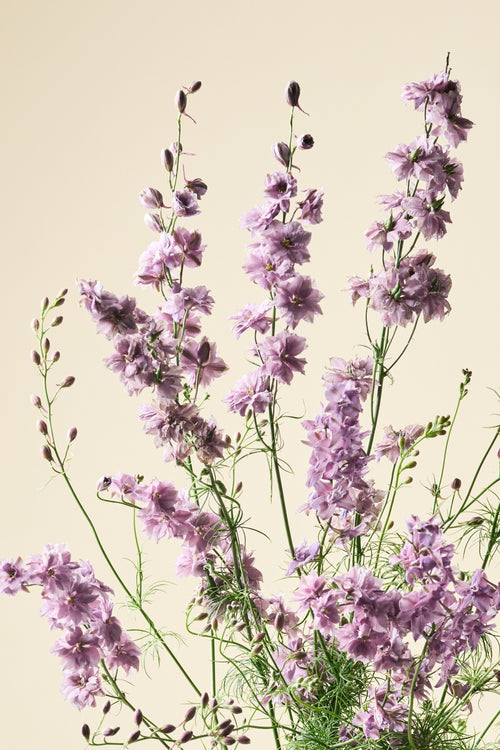 Sommerridderspore 'Misty Lavender' - ridderspore frø