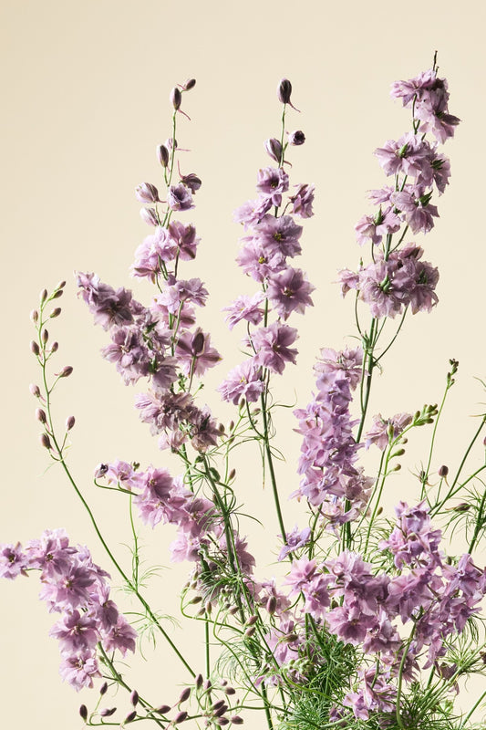 Sommerridderspore 'Misty Lavender' - ridderspore frø