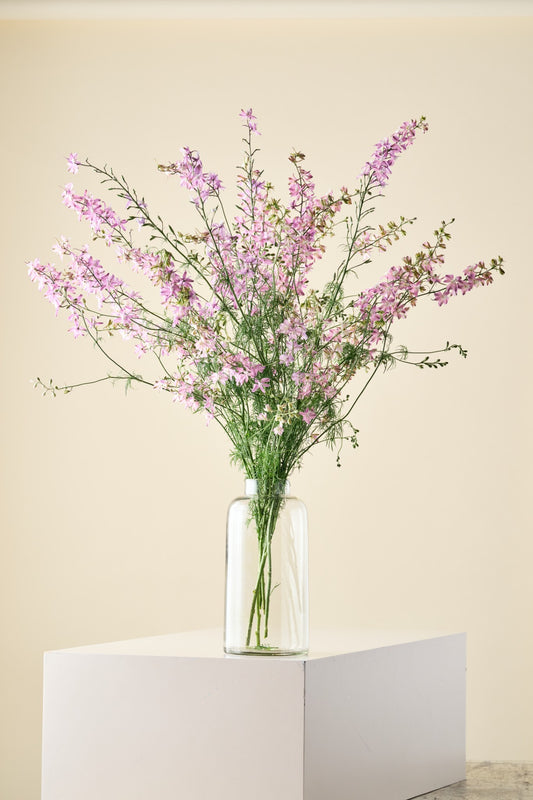 Sommerridderspore 'Fancy Belladonna' - ridderspore frø