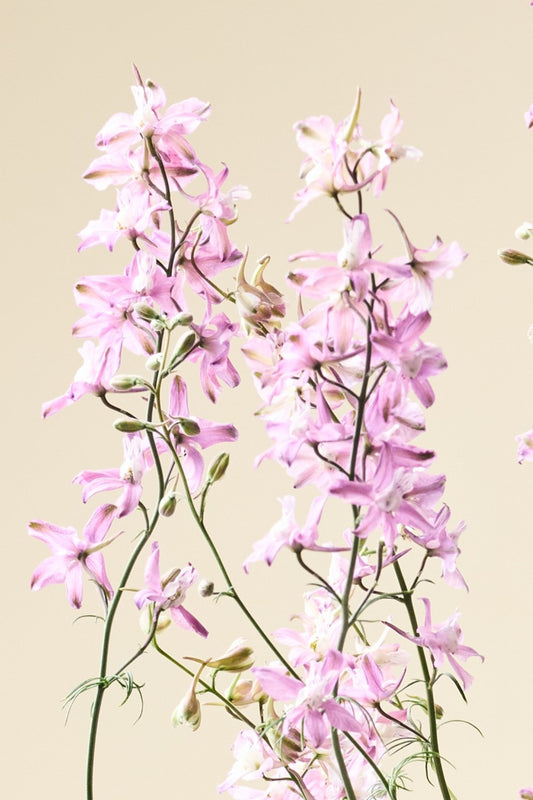 Sommerridderspore 'Fancy Belladonna' - ridderspore frø