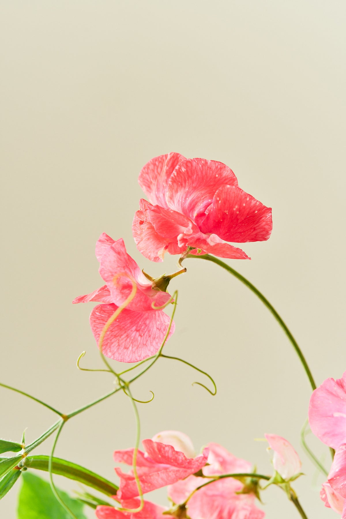 Ærteblomst 'Elegance Deep Rose' - frø - 1-årige sommerblomster - til din skærehave her vist på billede 1 fra Frk. Grønt