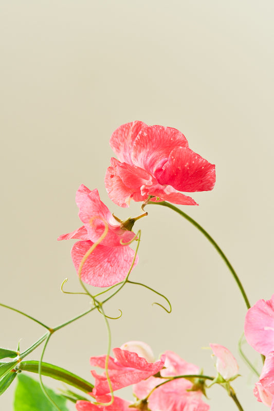 Ærteblomst 'Elegance Deep Rose' - frø - 1-årige sommerblomster - til din skærehave her vist på billede 1 fra Frk. Grønt