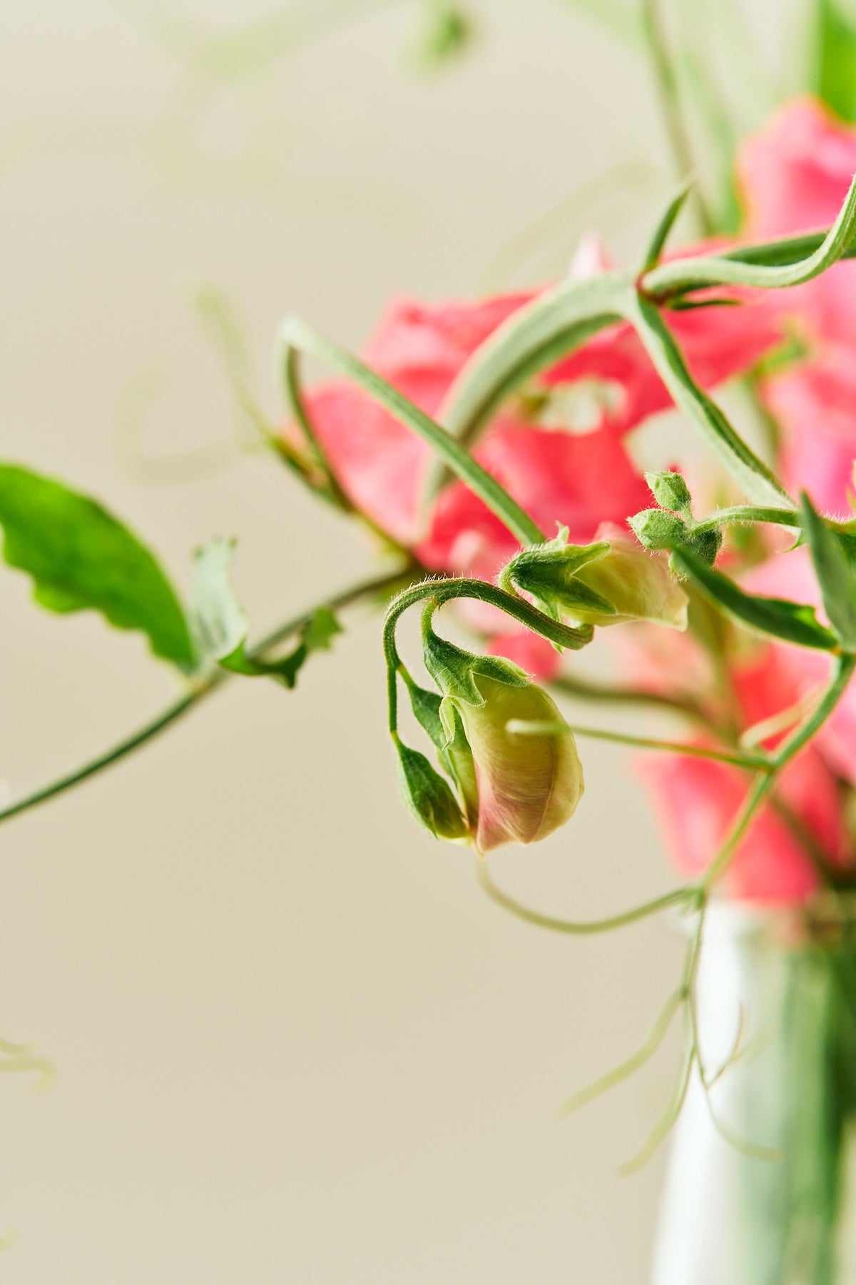 Ærteblomst 'Elegance Deep Rose' - frø - 1-årige sommerblomster - til din skærehave her vist på billede 2 fra Frk. Grønt