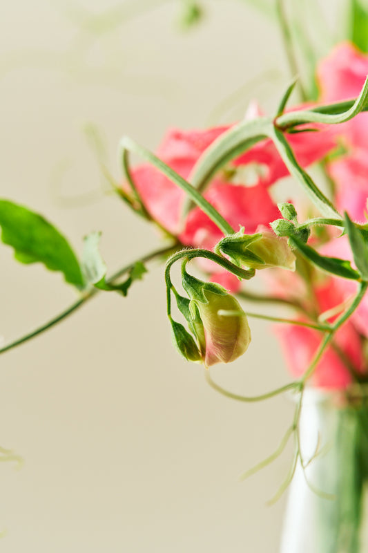 Ærteblomst 'Elegance Deep Rose' - frø - 1-årige sommerblomster - til din skærehave her vist på billede 2 fra Frk. Grønt