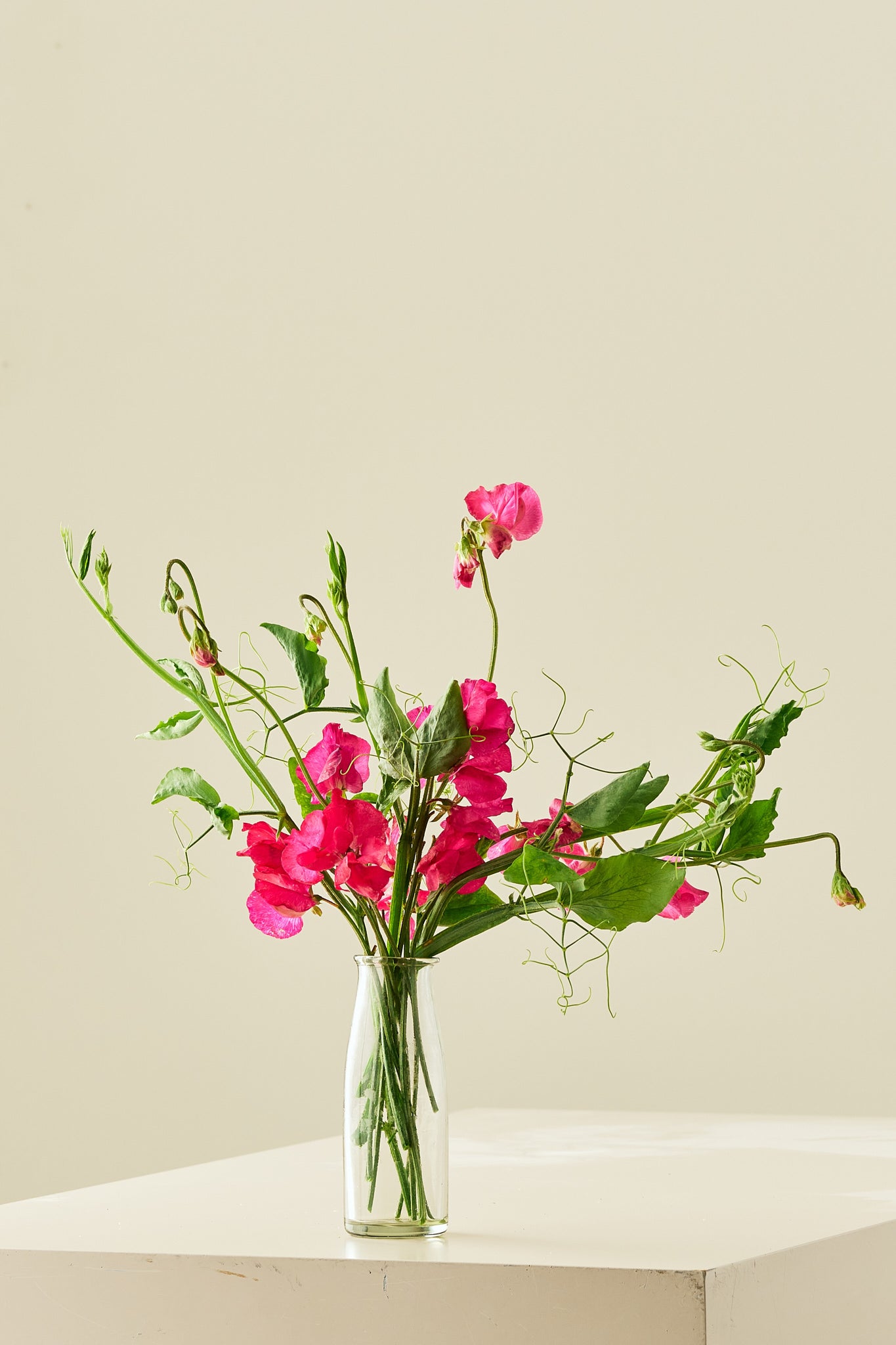 Ærteblomst 'Elegance Deep Rose' - frø - 1-årige sommerblomster - til din skærehave her vist på billede 3 fra Frk. Grønt