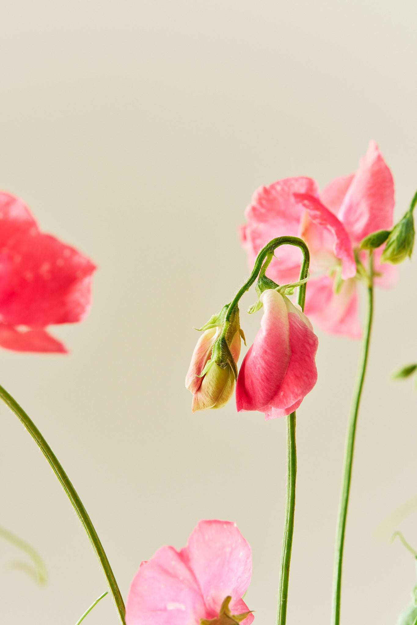 Ærteblomst 'Elegance Deep Rose' - frø - 1-årige sommerblomster - til din skærehave her vist på billede 4 fra Frk. Grønt