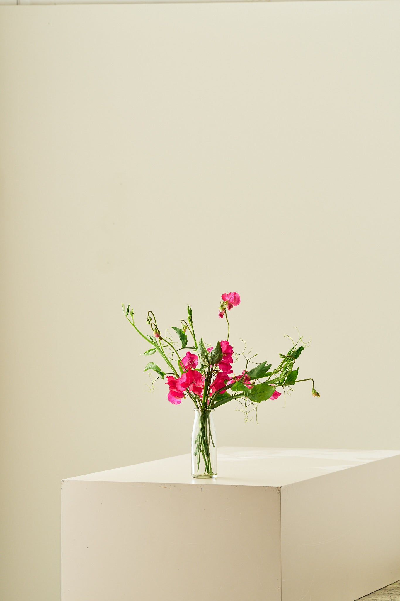 Ærteblomst 'Elegance Deep Rose' - frø - 1-årige sommerblomster - til din skærehave her vist på billede 5 fra Frk. Grønt