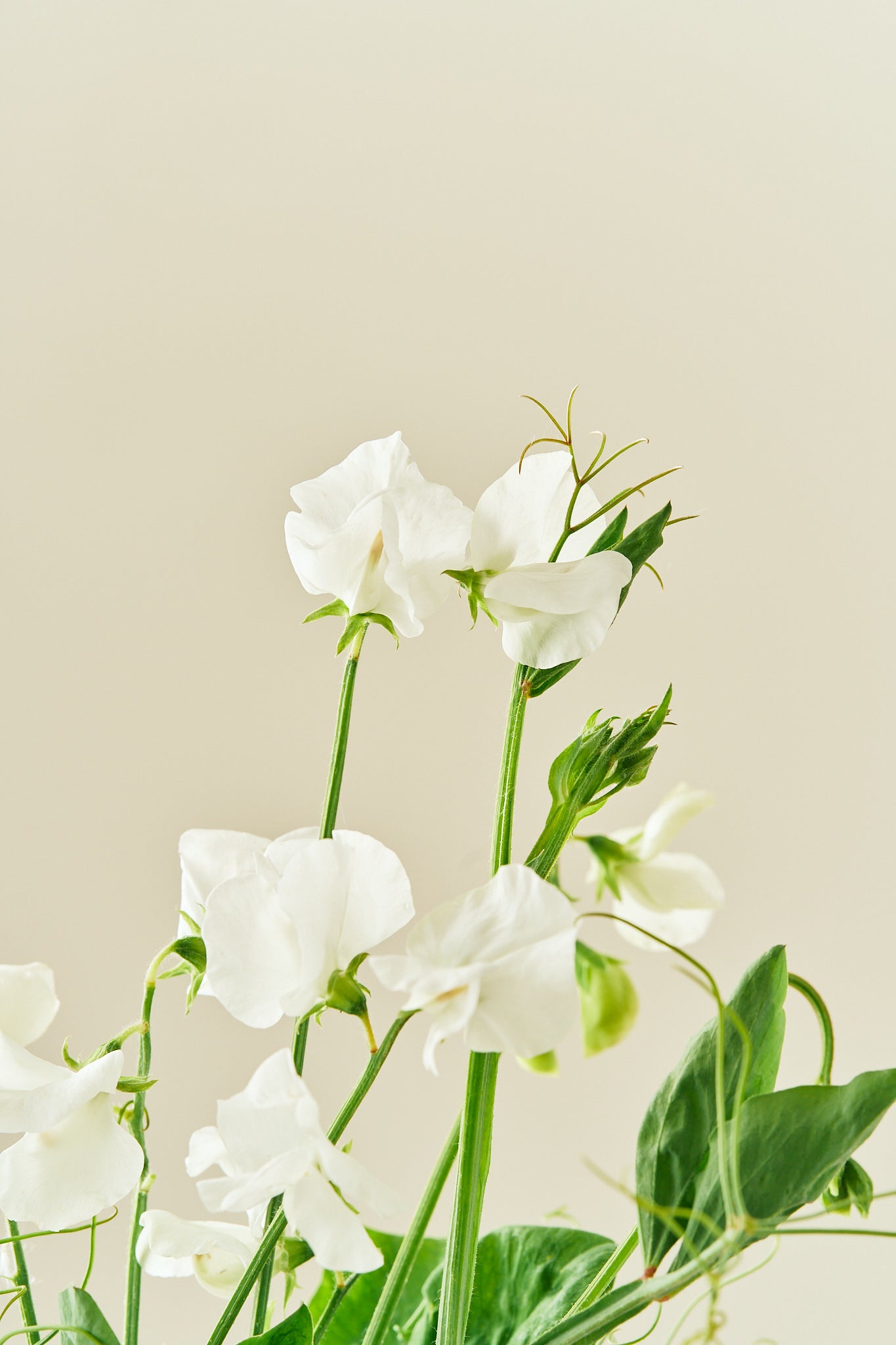 Ærteblomst 'Elegance White' - frø - 1-årige sommerblomster - til din skærehave her vist på billede 1 fra Frk. Grønt