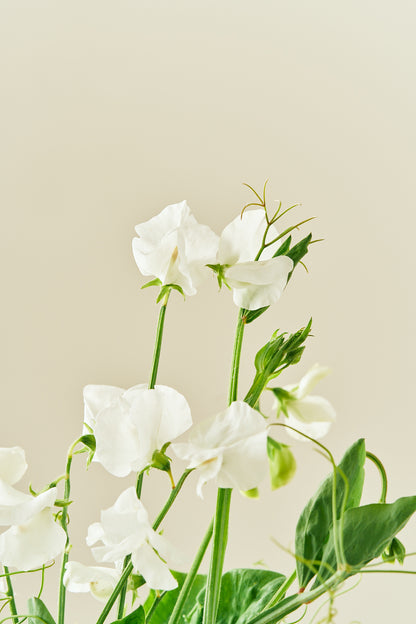 Ærteblomst 'Elegance White' - frø - 1-årige sommerblomster - til din skærehave her vist på billede 1 fra Frk. Grønt