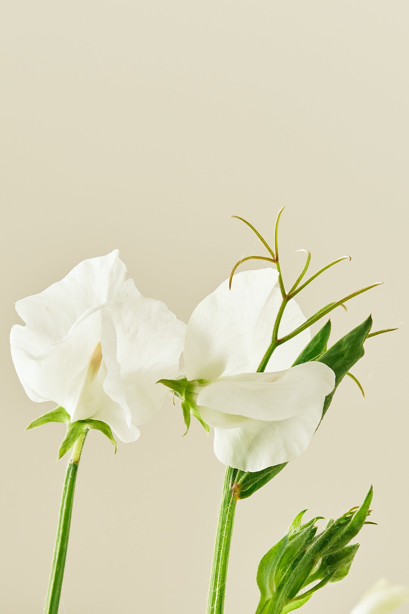Ærteblomst 'Elegance White' - frø - 1-årige sommerblomster - til din skærehave her vist på billede 2 fra Frk. Grønt
