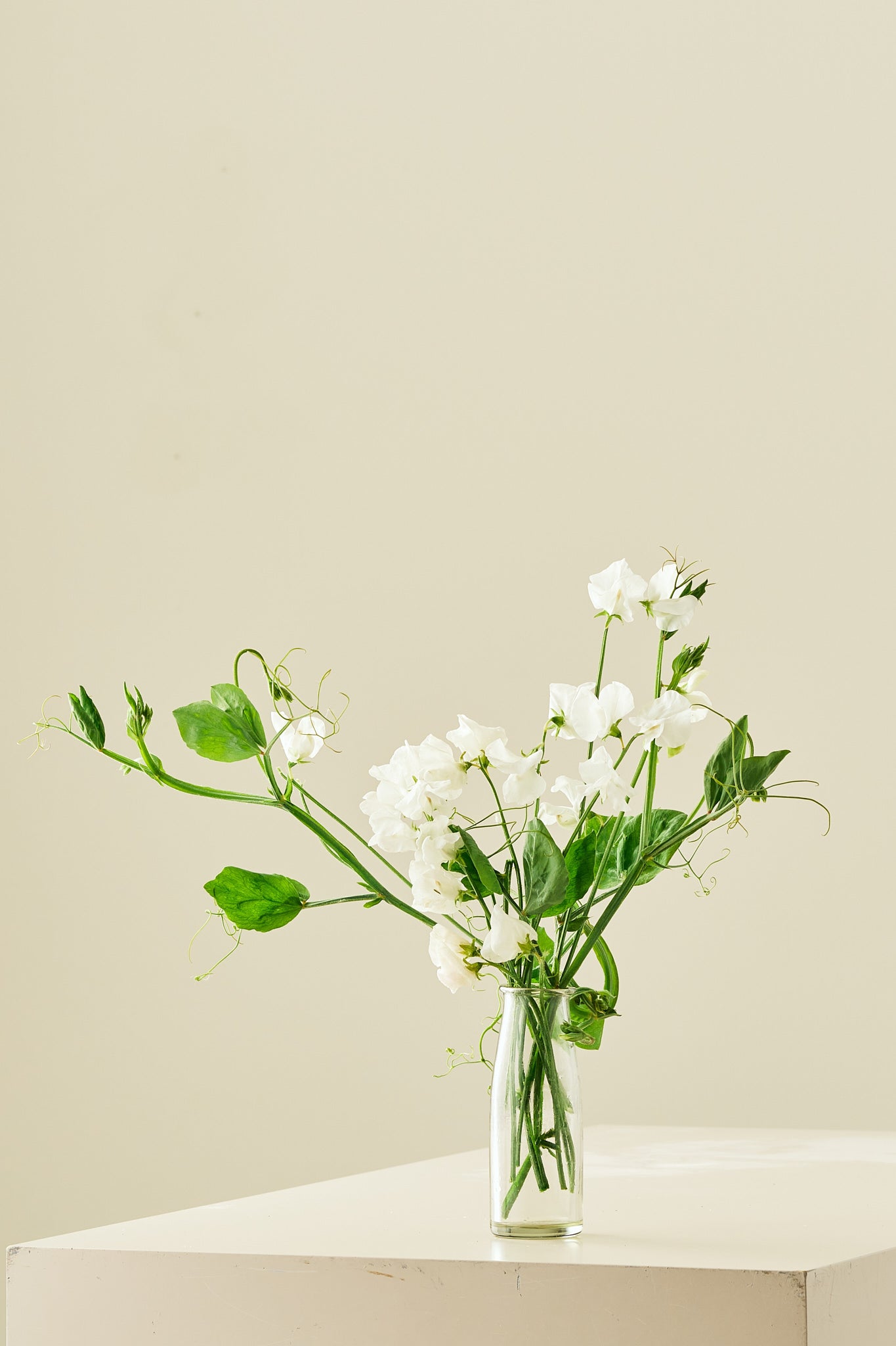 Ærteblomst 'Elegance White' - frø - 1-årige sommerblomster - til din skærehave her vist på billede 3 fra Frk. Grønt