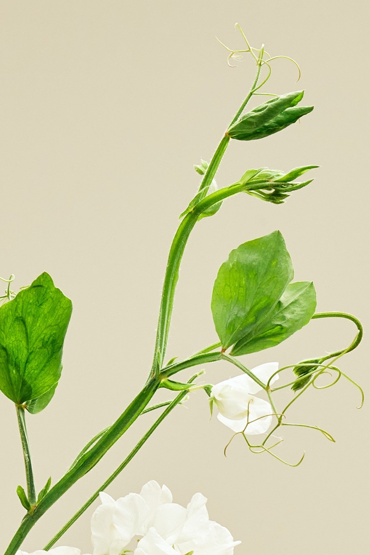 Ærteblomst 'Elegance White' - frø - 1-årige sommerblomster - til din skærehave her vist på billede 4 fra Frk. Grønt