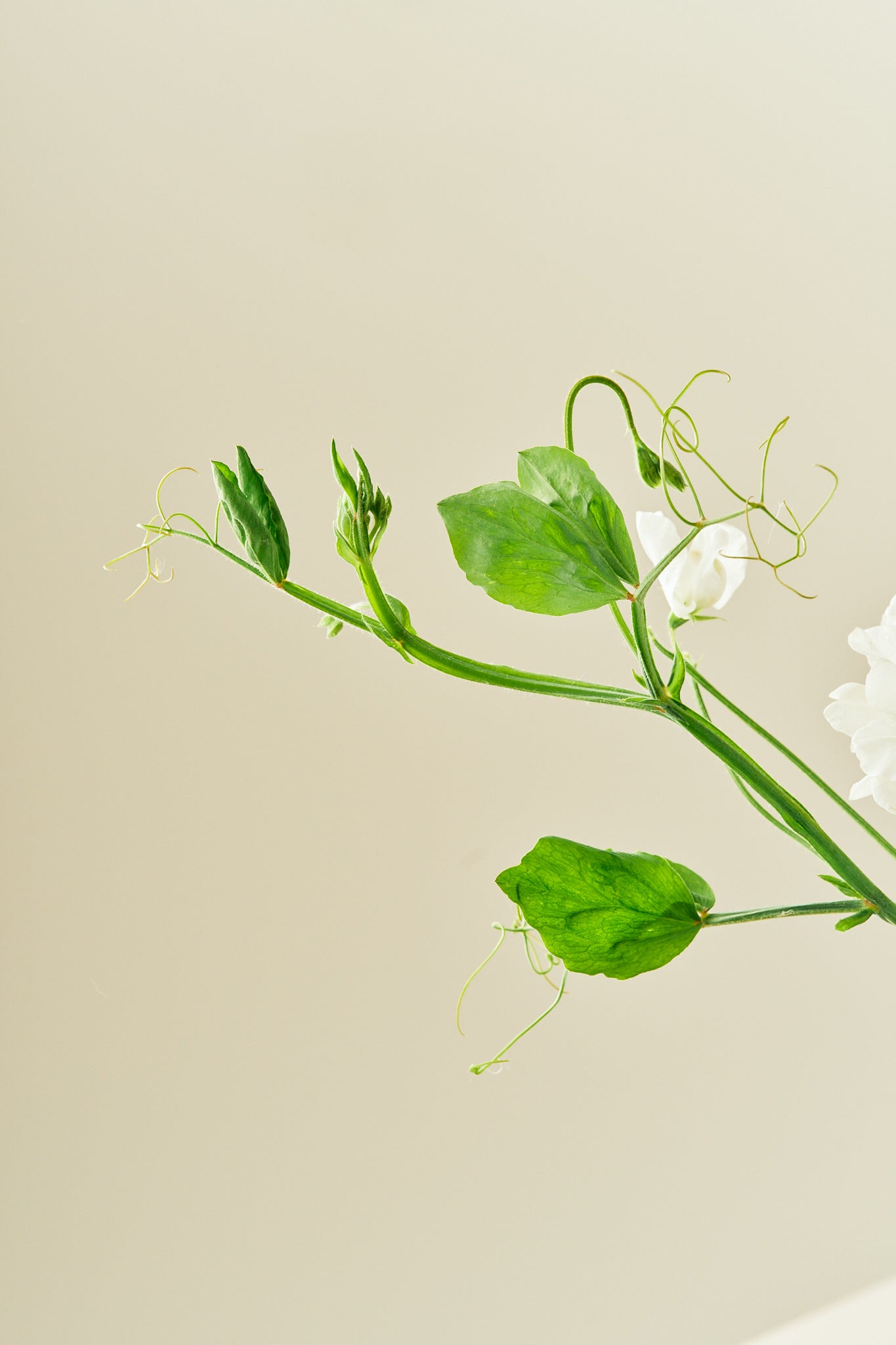 Ærteblomst 'Elegance White' - frø - 1-årige sommerblomster - til din skærehave her vist på billede 5 fra Frk. Grønt