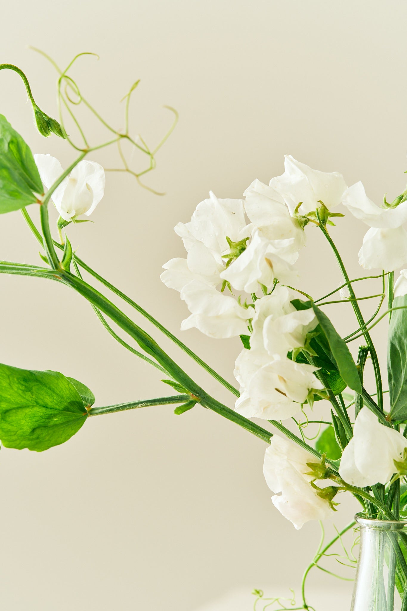 Ærteblomst 'Elegance White' - frø - 1-årige sommerblomster - til din skærehave her vist på billede 6 fra Frk. Grønt
