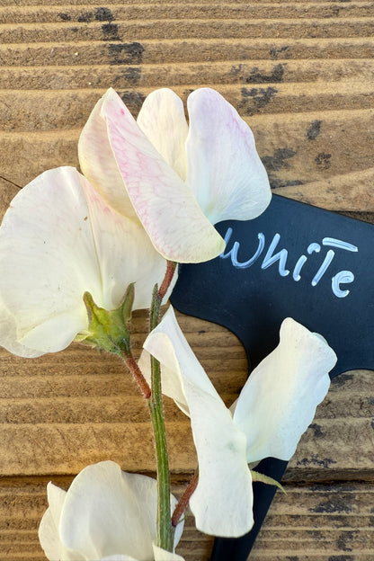 Ærteblomst 'Elegance White' - frø - 1-årige sommerblomster - til din skærehave her vist på billede 7 fra Frk. Grønt