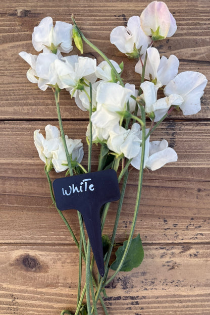 Ærteblomst 'Elegance White' - frø - 1-årige sommerblomster - til din skærehave her vist på billede 8 fra Frk. Grønt