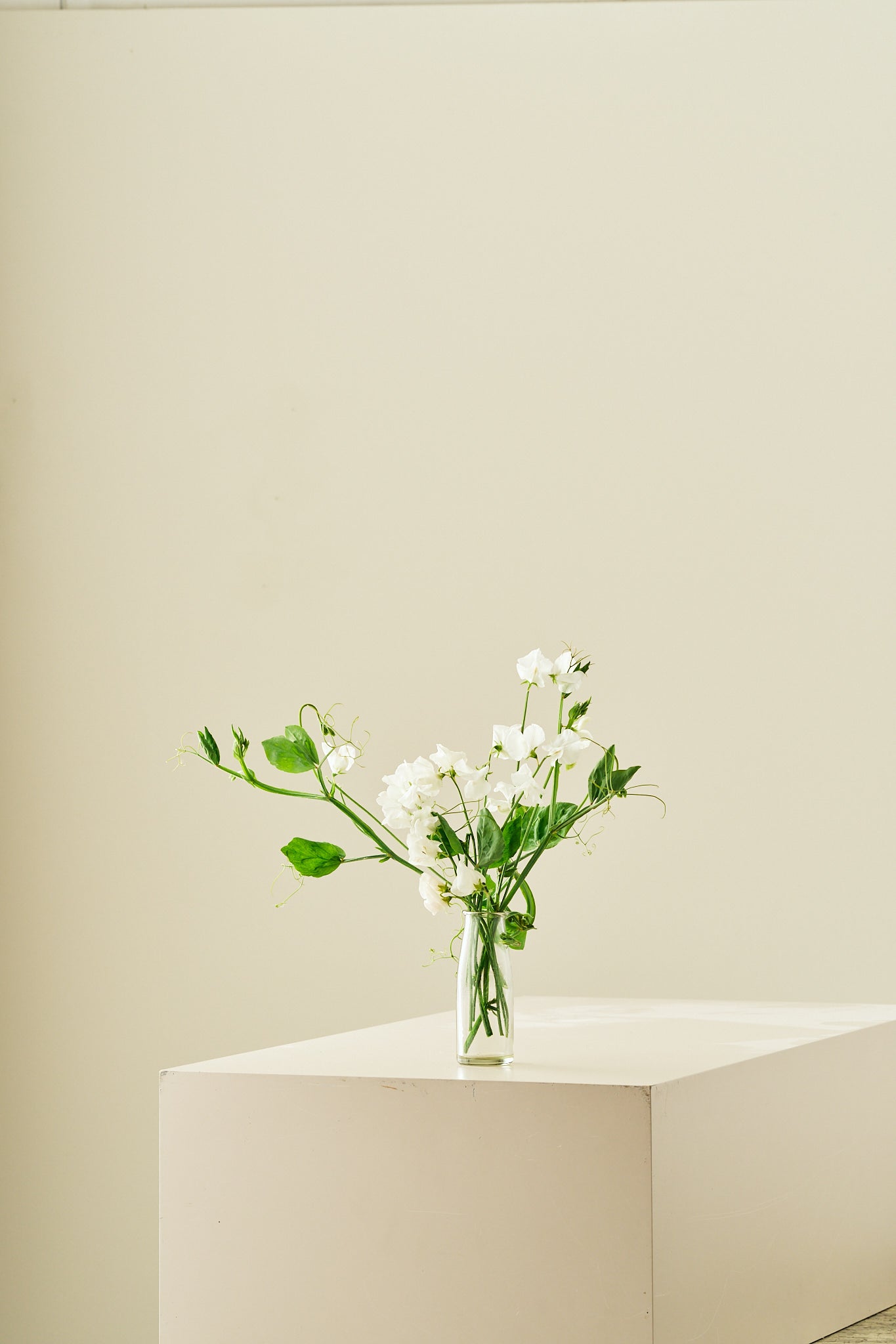 Ærteblomst 'Elegance White' - frø - 1-årige sommerblomster - til din skærehave her vist på billede 9 fra Frk. Grønt