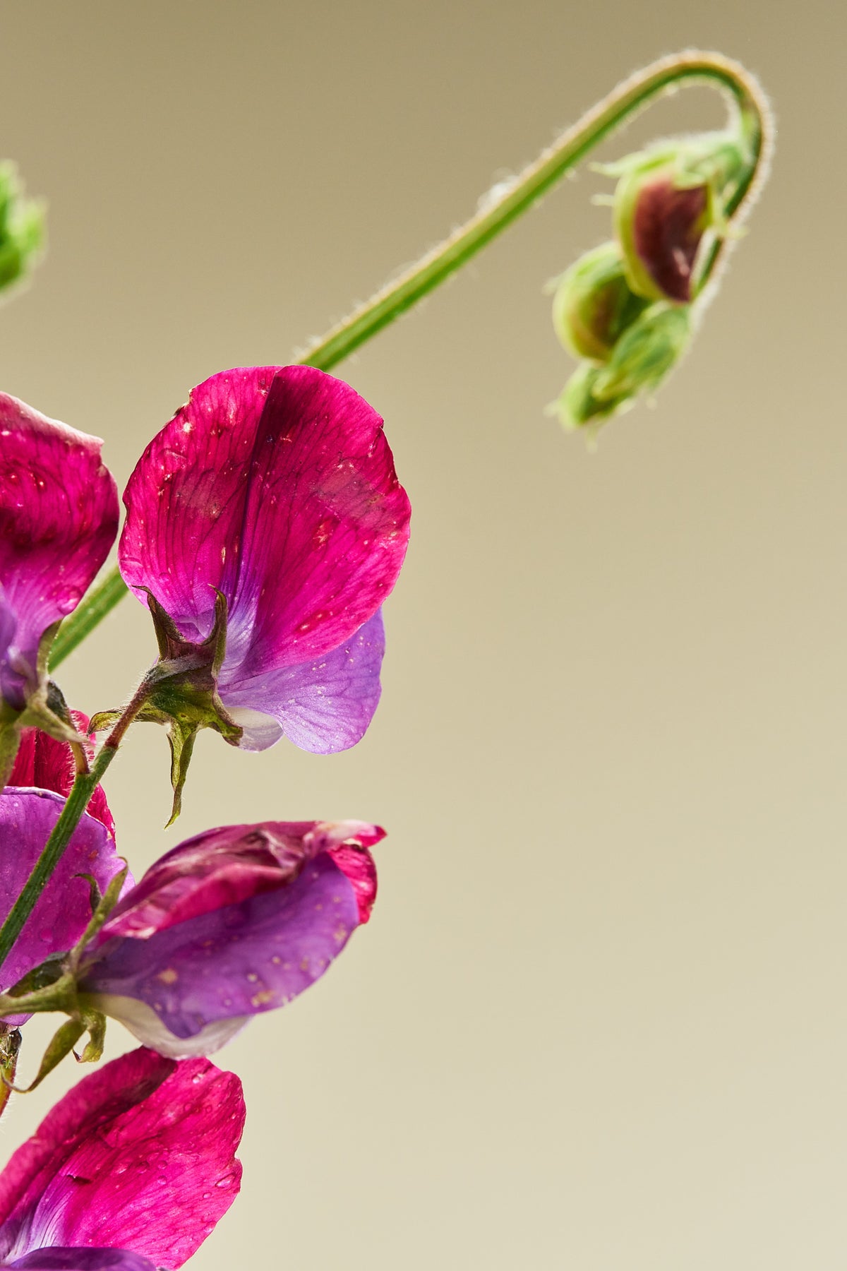 Ærteblomst 'Grandiflora Matucane' - frø - 1-årige sommerblomster - til din skærehave her vist på billede 1 fra Frk. Grønt