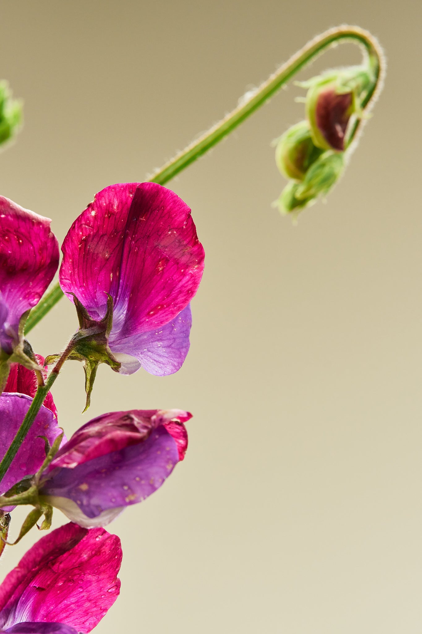 Ærteblomst 'Grandiflora Matucane' - frø - 1-årige sommerblomster - til din skærehave her vist på billede 1 fra Frk. Grønt