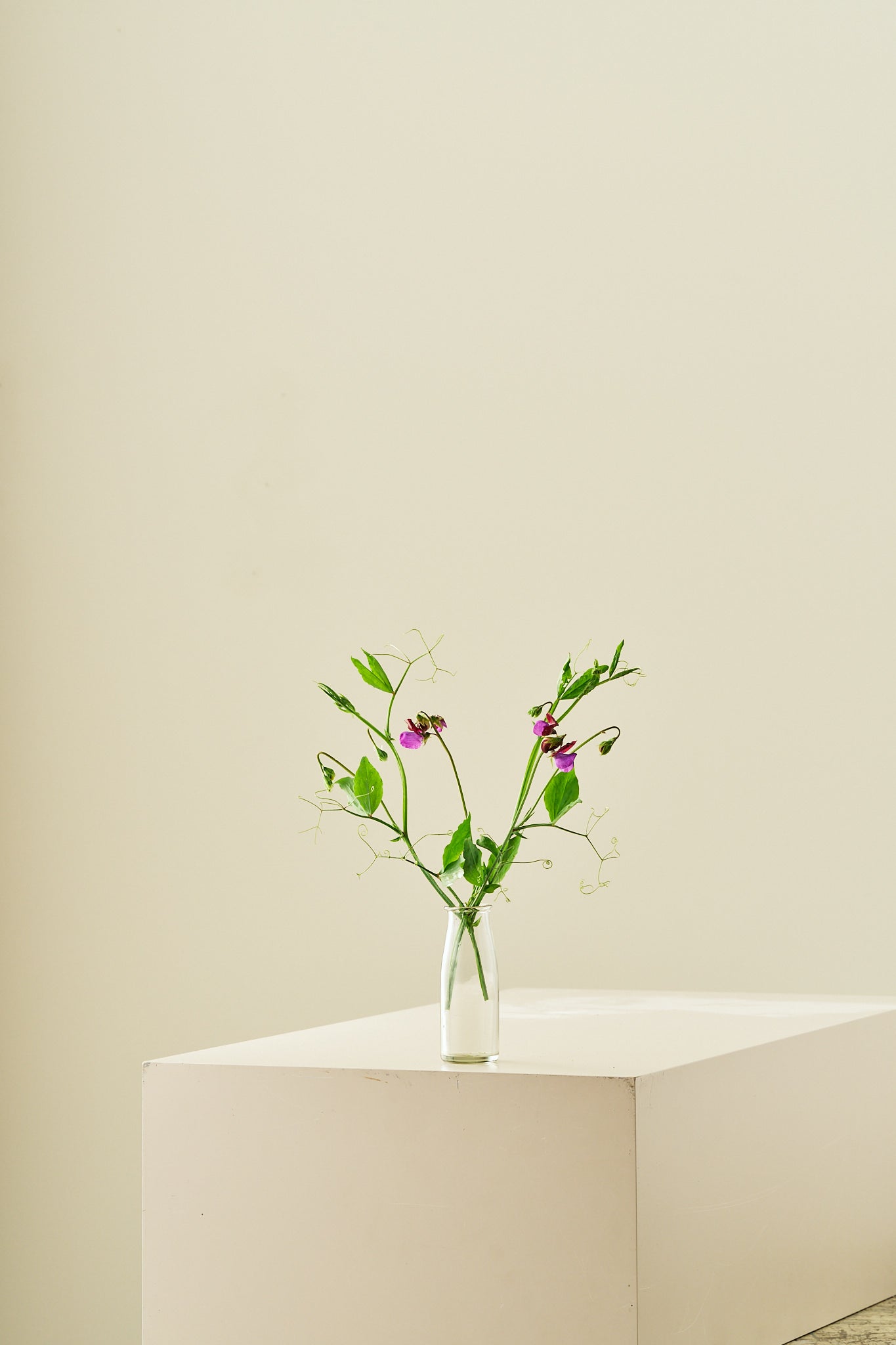 Ærteblomst 'Grandiflora Matucane' - frø - 1-årige sommerblomster - til din skærehave her vist på billede 2 fra Frk. Grønt