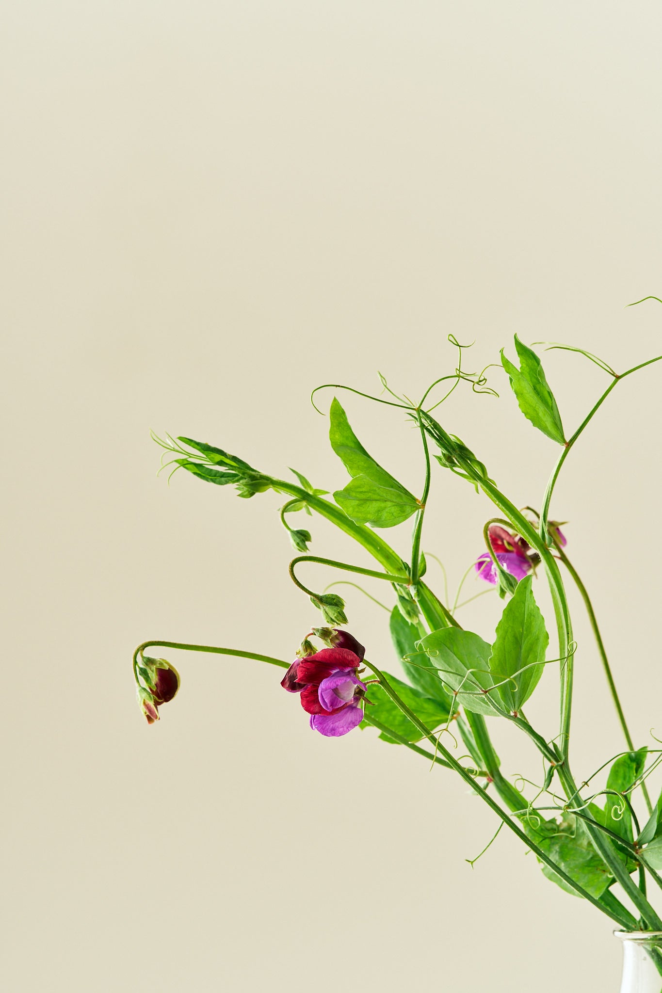 Ærteblomst 'Grandiflora Matucane' - frø - 1-årige sommerblomster - til din skærehave her vist på billede 3 fra Frk. Grønt