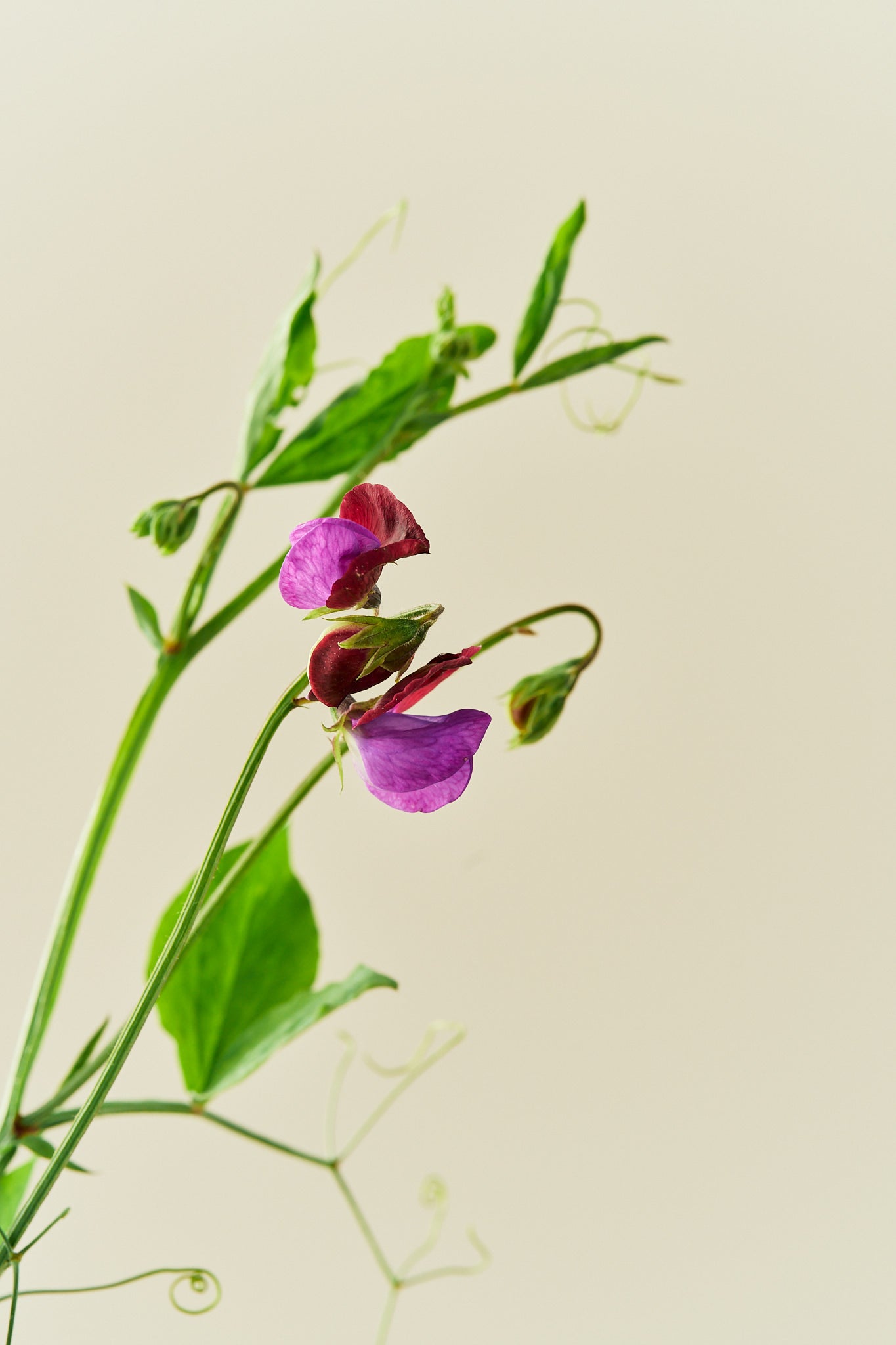 Ærteblomst 'Grandiflora Matucane' - frø - 1-årige sommerblomster - til din skærehave her vist på billede 4 fra Frk. Grønt