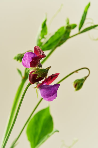 Ærteblomst 'Grandiflora Matucane' - frø - 1-årige sommerblomster - til din skærehave her vist på billede 5 fra Frk. Grønt