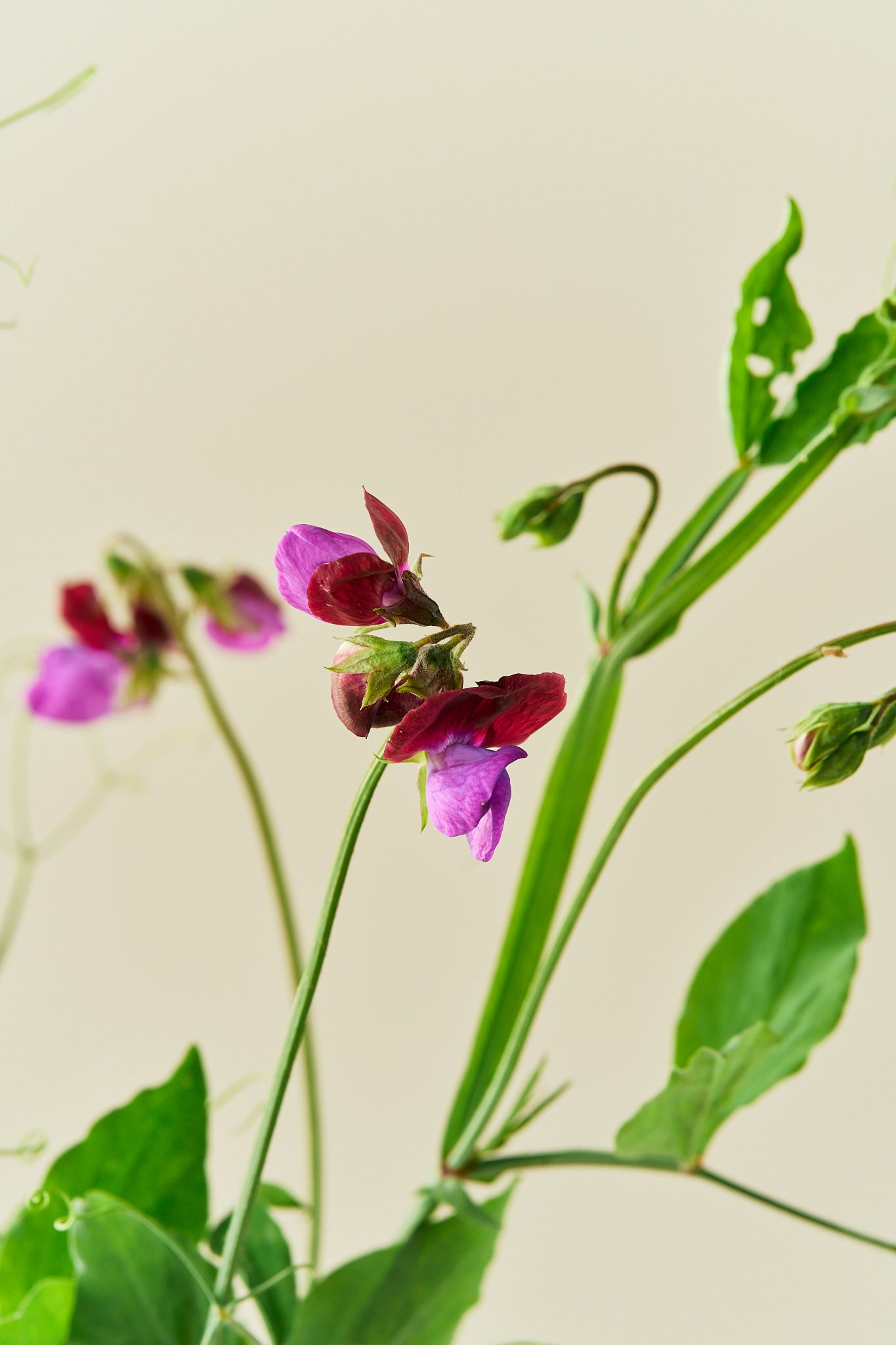 Ærteblomst 'Grandiflora Matucane' - frø - 1-årige sommerblomster - til din skærehave her vist på billede 6 fra Frk. Grønt